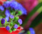 USA, Indiana, Fishers. Close-up of purple flower buds. Art Print